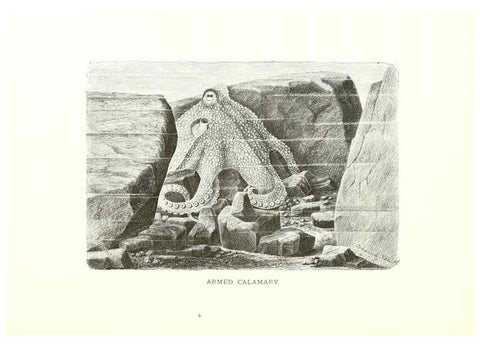 Reproducción/Reproduction 26050261897: Our living world;. New York :S. Hess,[1885]. 