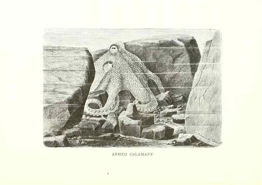 Reproducción/Reproduction 26050261897: Our living world;. New York :S. Hess,[1885]. 