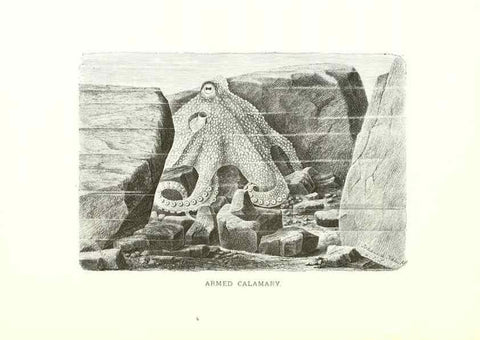 Reproducción/Reproduction 26050261897: Our living world;. New York :S. Hess,[1885]. 