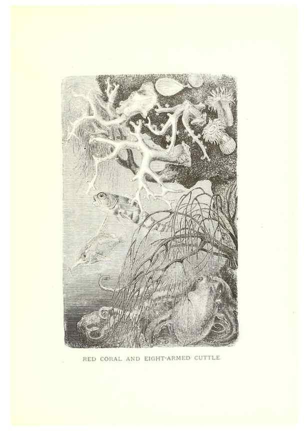 Reproducción/Reproduction 40214426164: Our living world;. New York :S. Hess,[1885]. 