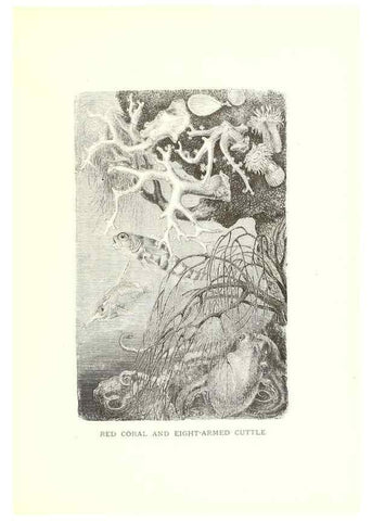 Reproducción/Reproduction 40214426164: Our living world;. New York :S. Hess,[1885]. 