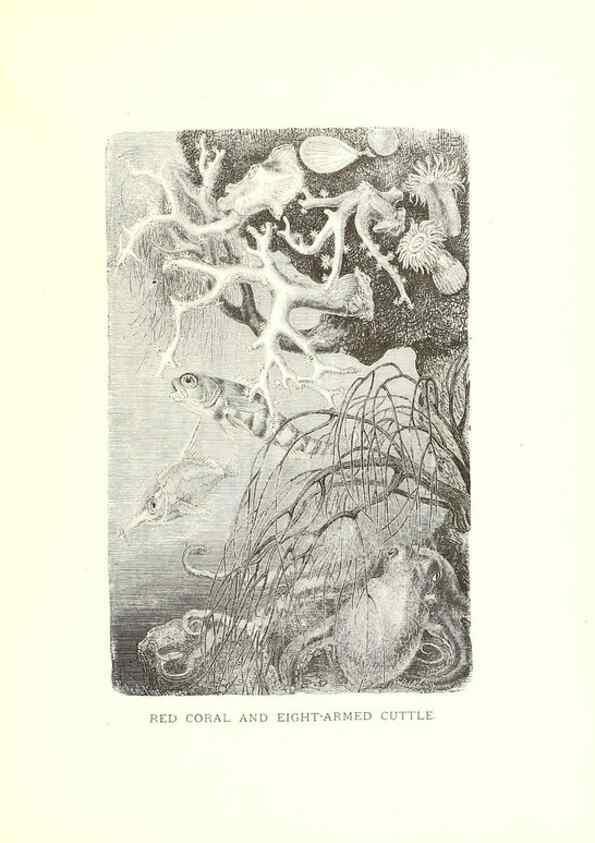 Reproducción/Reproduction 40214426164: Our living world;. New York :S. Hess,[1885]. 