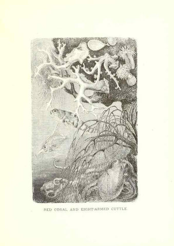 Reproducción/Reproduction 40214426164: Our living world;. New York :S. Hess,[1885]. 