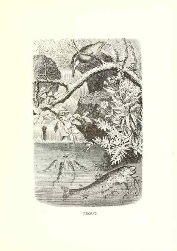 Reproducción/Reproduction 40029131165: Our living world;. New York :S. Hess,[1885]. 