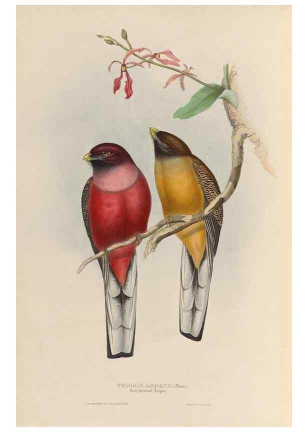 Reproducción/Reproduction 39860041344: A monograph of the Trogonidae, or family of trogons /. London :The Author,1835-1838. 