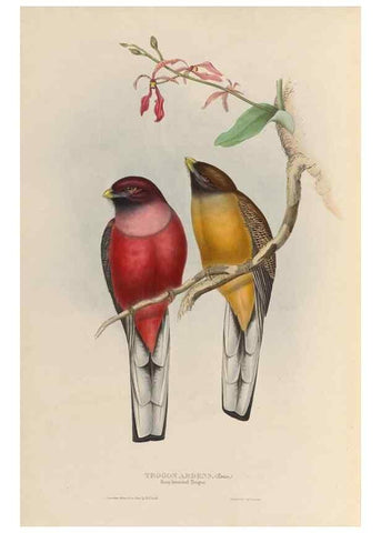 Reproducción/Reproduction 39860041344: A monograph of the Trogonidae, or family of trogons /. London :The Author,1835-1838. 