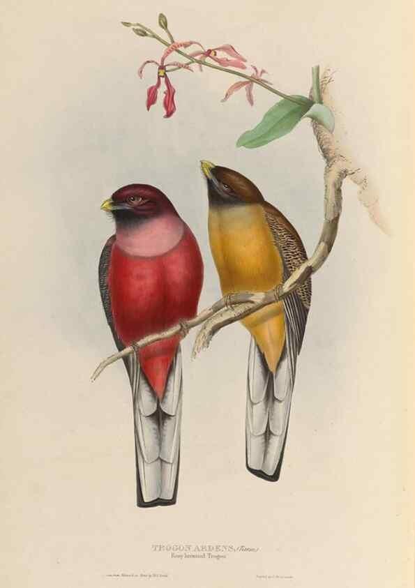 Reproducción/Reproduction 39860041344: A monograph of the Trogonidae, or family of trogons /. London :The Author,1835-1838. 
