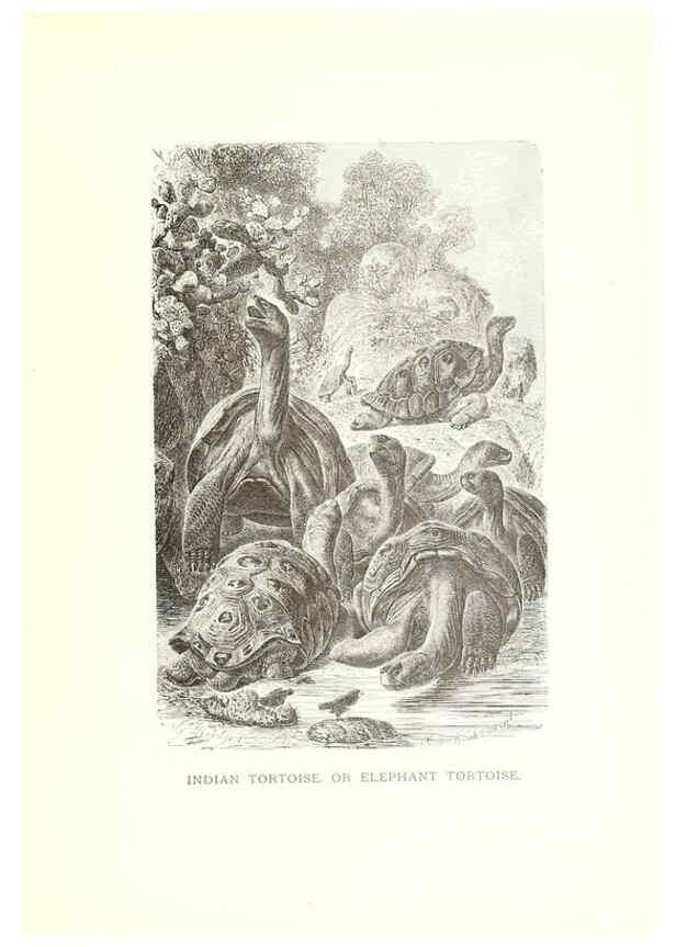 Reproducción/Reproduction 39113337760: Our living world;. New York :S. Hess,[1885]. 