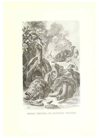Reproducción/Reproduction 39113337760: Our living world;. New York :S. Hess,[1885]. 