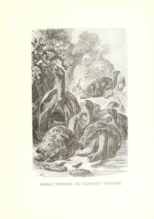Reproducción/Reproduction 39113337760: Our living world;. New York :S. Hess,[1885]. 