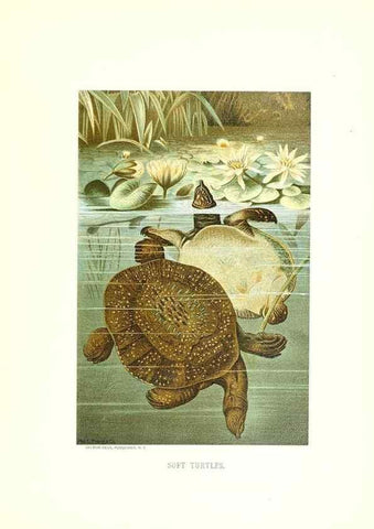 Reproducción/Reproduction 26050231547: Our living world;. New York :S. Hess,[1885]. 