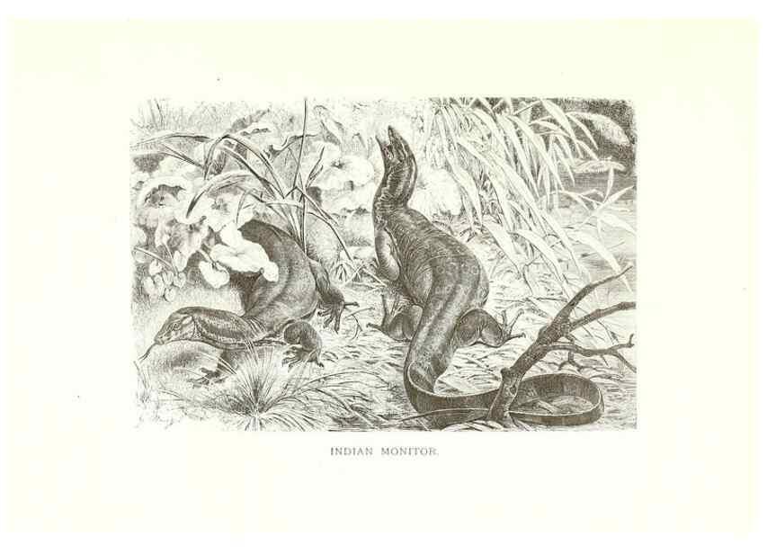 Reproducción/Reproduction 40881113072: Our living world;. New York :S. Hess,[1885]. 