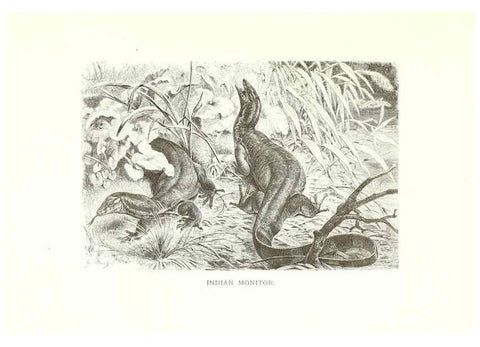Reproducción/Reproduction 40881113072: Our living world;. New York :S. Hess,[1885]. 