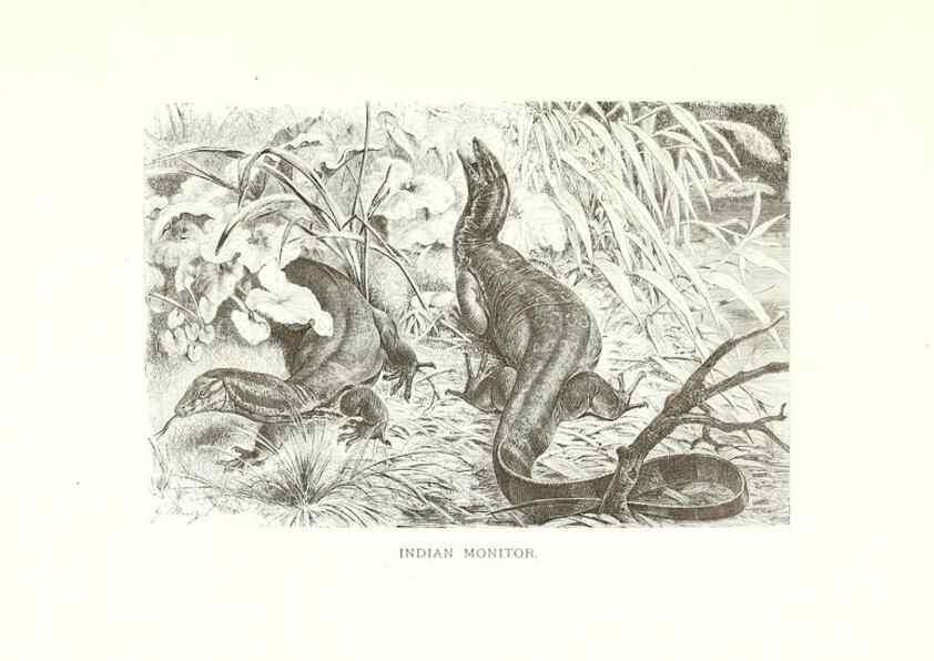 Reproducción/Reproduction 40881113072: Our living world;. New York :S. Hess,[1885]. 