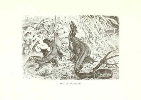Reproducción/Reproduction 40881113072: Our living world;. New York :S. Hess,[1885]. 