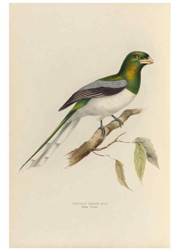 Reproducción/Reproduction 40527990572: A monograph of the Trogonidae, or family of trogons /. London :The Author,1835-1838. 