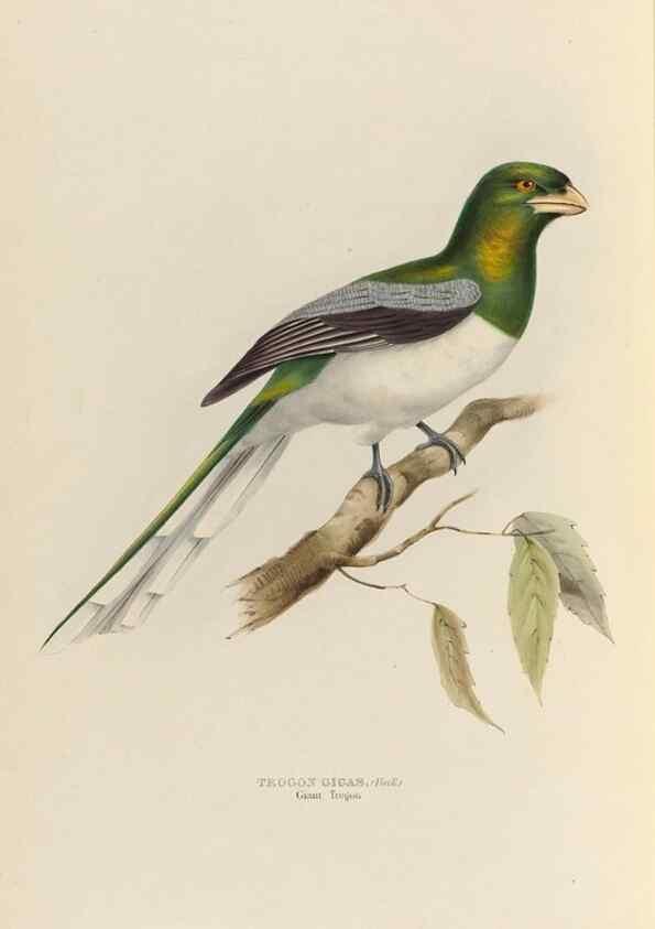 Reproducción/Reproduction 40527990572: A monograph of the Trogonidae, or family of trogons /. London :The Author,1835-1838. 
