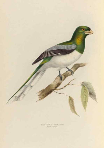 Reproducción/Reproduction 40527990572: A monograph of the Trogonidae, or family of trogons /. London :The Author,1835-1838. 