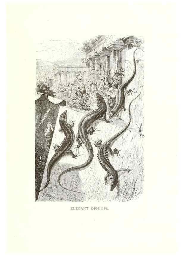Reproducción/Reproduction 40029106645: Our living world;. New York :S. Hess,[1885]. 