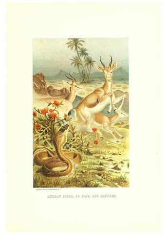 Reproducción/Reproduction 26050247527: Our living world;. New York :S. Hess,[1885]. 