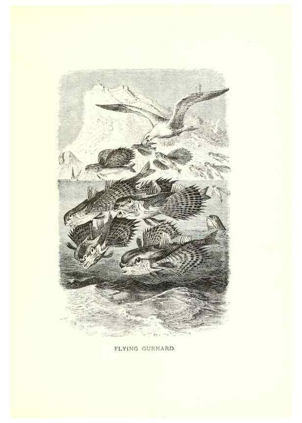 Reproducción/Reproduction 26050256357: Our living world;. New York :S. Hess,[1885]. 