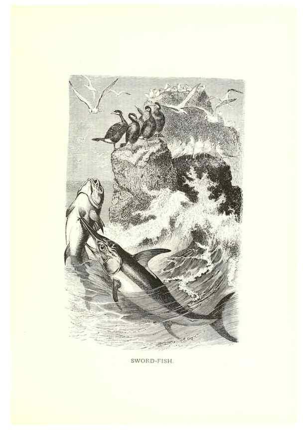 Reproducción/Reproduction 39113360900: Our living world;. New York :S. Hess,[1885]. 
