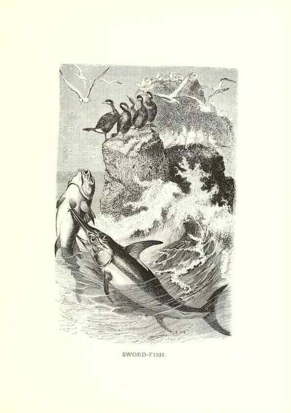 Reproducción/Reproduction 39113360900: Our living world;. New York :S. Hess,[1885]. 