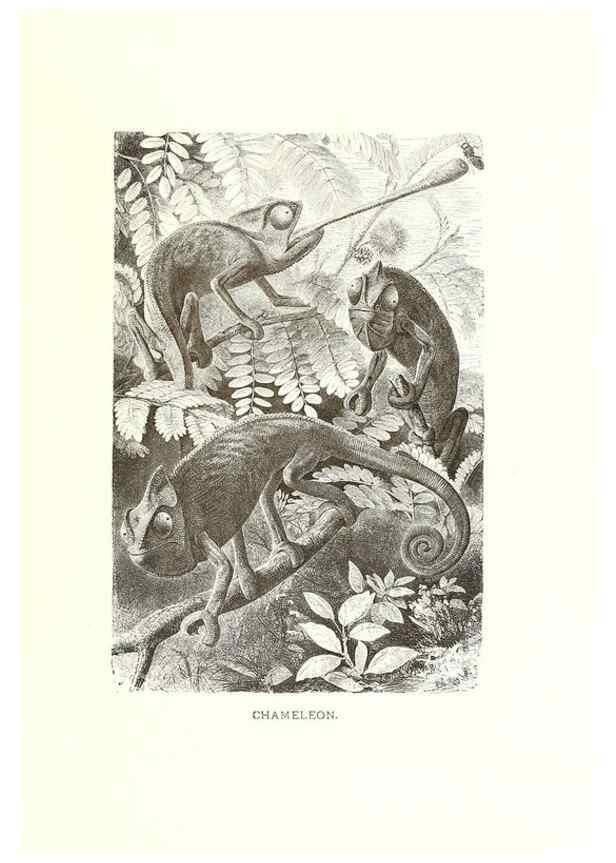 Reproducción/Reproduction 40214401174: Our living world;. New York :S. Hess,[1885]. 