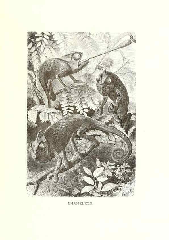 Reproducción/Reproduction 40214401174: Our living world;. New York :S. Hess,[1885]. 