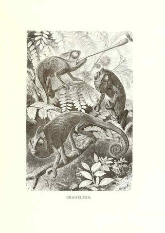 Reproducción/Reproduction 40214401174: Our living world;. New York :S. Hess,[1885]. 