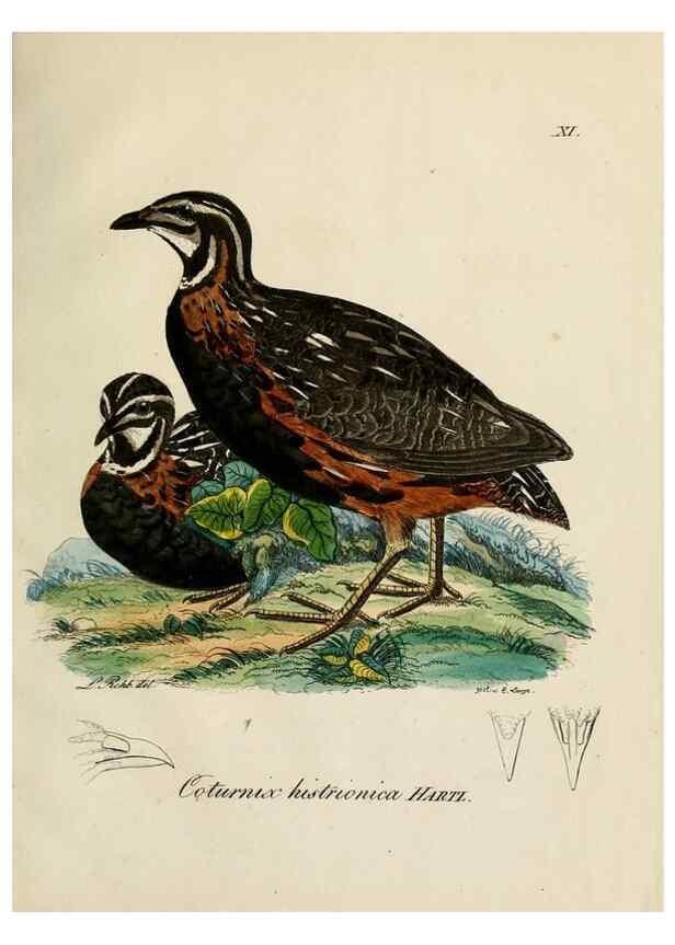 Reproducción/Reproduction 39225665681: [1.]-2. Beitrag zur Ornithologie Westafrica's /. Hamburg :J.A. Meissner,1850-1852. 
