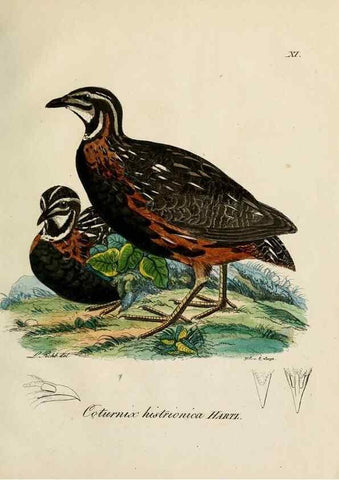 Reproducción/Reproduction 39225665681: [1.]-2. Beitrag zur Ornithologie Westafrica's /. Hamburg :J.A. Meissner,1850-1852. 