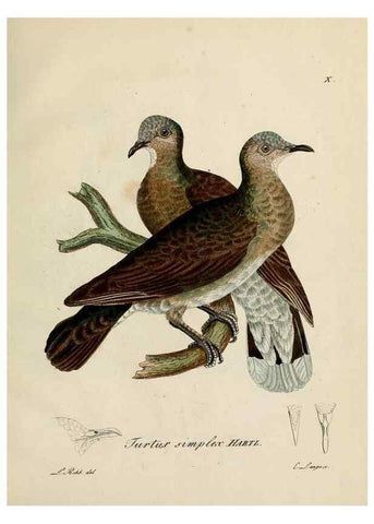 Reproducción/Reproduction 25359869028: [1.]-2. Beitrag zur Ornithologie Westafrica's /. Hamburg :J.A. Meissner,1850-1852. 