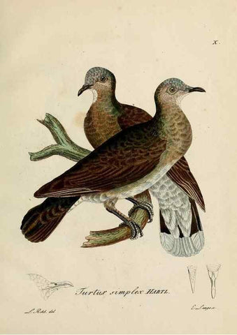 Reproducción/Reproduction 25359869028: [1.]-2. Beitrag zur Ornithologie Westafrica's /. Hamburg :J.A. Meissner,1850-1852. 
