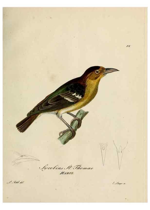 Reproducción/Reproduction 39225662941: [1.]-2. Beitrag zur Ornithologie Westafrica's /. Hamburg :J.A. Meissner,1850-1852. 