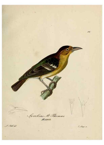 Reproducción/Reproduction 39225662941: [1.]-2. Beitrag zur Ornithologie Westafrica's /. Hamburg :J.A. Meissner,1850-1852. 