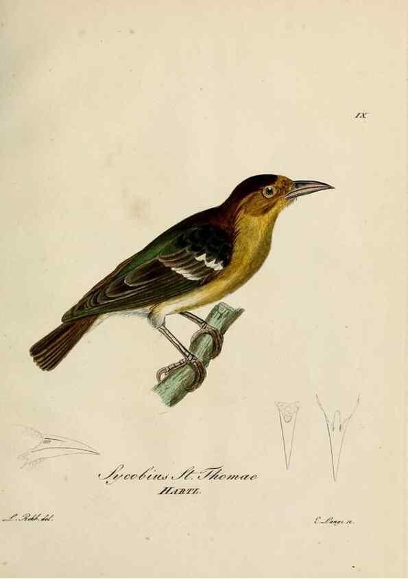 Reproducción/Reproduction 39225662941: [1.]-2. Beitrag zur Ornithologie Westafrica's /. Hamburg :J.A. Meissner,1850-1852. 