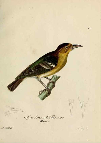 Reproducción/Reproduction 39225662941: [1.]-2. Beitrag zur Ornithologie Westafrica's /. Hamburg :J.A. Meissner,1850-1852. 
