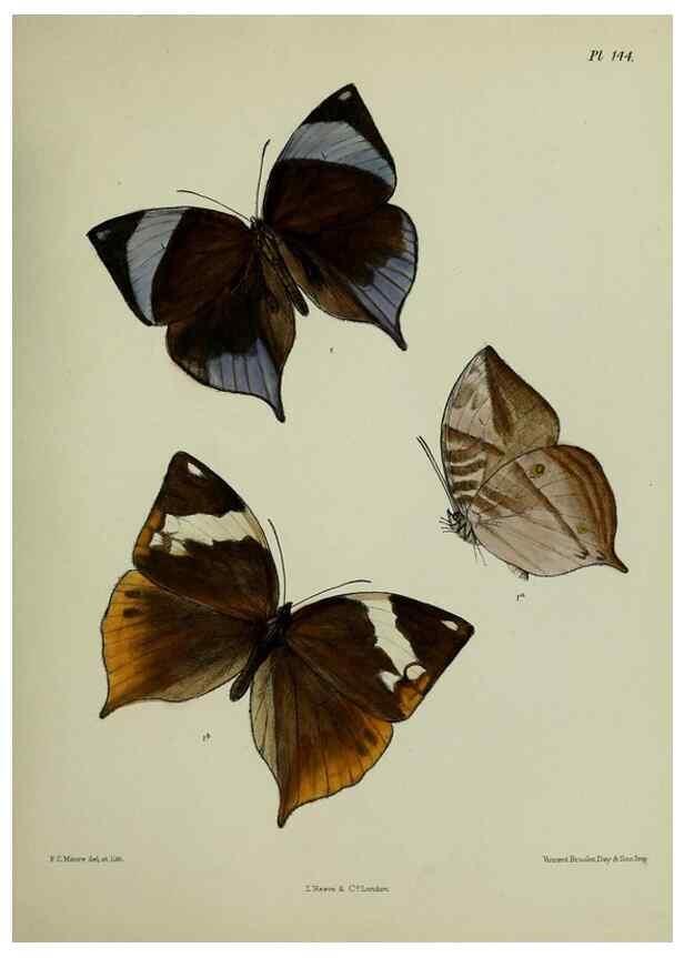 Reproducción/Reproduction 24304666577: Lepidoptera indica.. London,1890-1913.. 