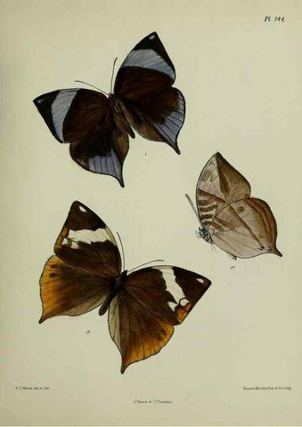 Reproducción/Reproduction 24304666577: Lepidoptera indica.. London,1890-1913.. 