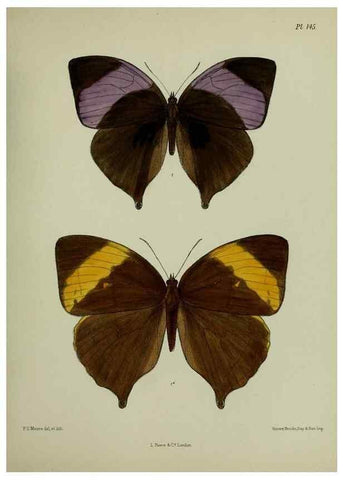 Reproducción/Reproduction 24304668657: Lepidoptera indica.. London,1890-1913.. 