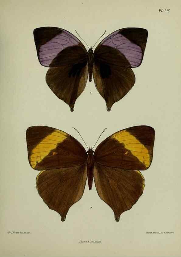 Reproducción/Reproduction 24304668657: Lepidoptera indica.. London,1890-1913.. 