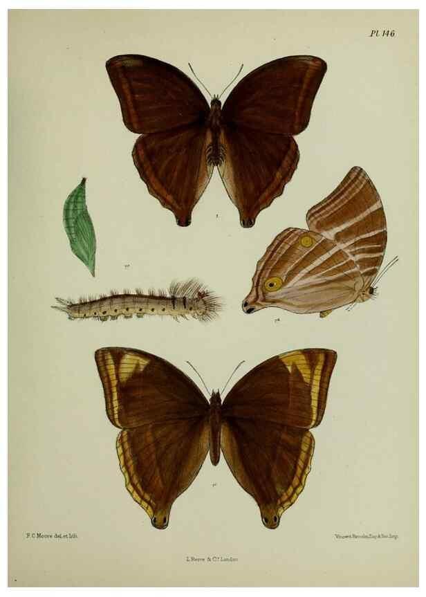 Reproducción/Reproduction 25299960508: Lepidoptera indica.. London,1890-1913.. 