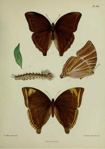 Reproducción/Reproduction 25299960508: Lepidoptera indica.. London,1890-1913.. 