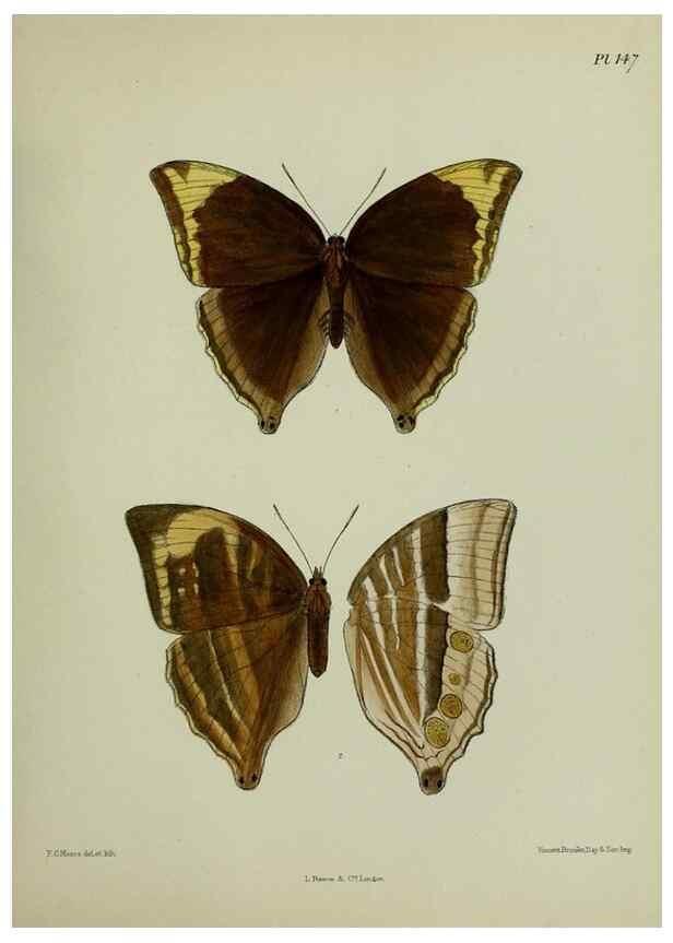 Reproducción/Reproduction 25299964918: Lepidoptera indica.. London,1890-1913.. 