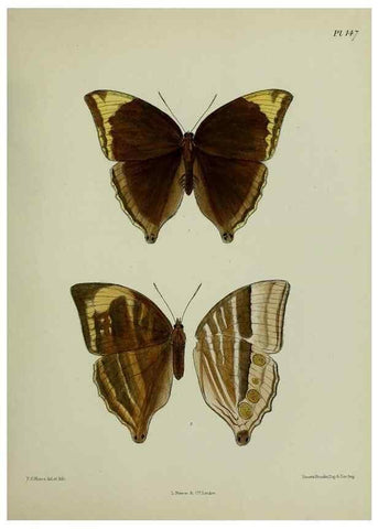 Reproducción/Reproduction 25299964918: Lepidoptera indica.. London,1890-1913.. 