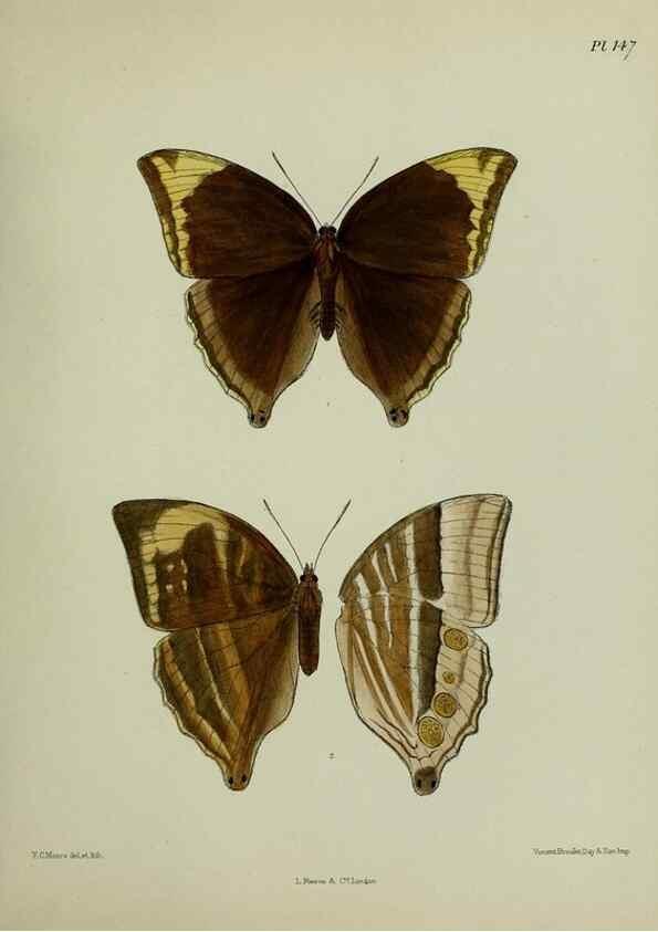 Reproducción/Reproduction 25299964918: Lepidoptera indica.. London,1890-1913.. 
