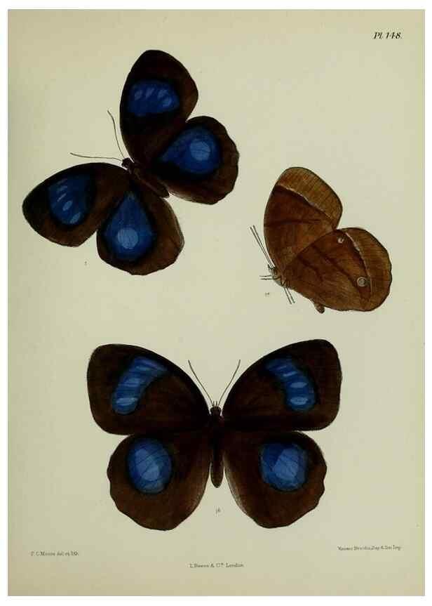Reproducción/Reproduction 24304674827: Lepidoptera indica.. London,1890-1913.. 
