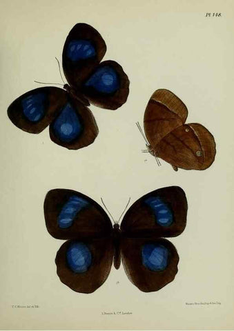 Reproducción/Reproduction 24304674827: Lepidoptera indica.. London,1890-1913.. 