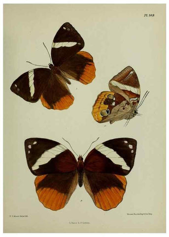 Reproducción/Reproduction 39165649541: Lepidoptera indica.. London,1890-1913.. 
